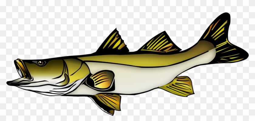 Snook Vector #744542