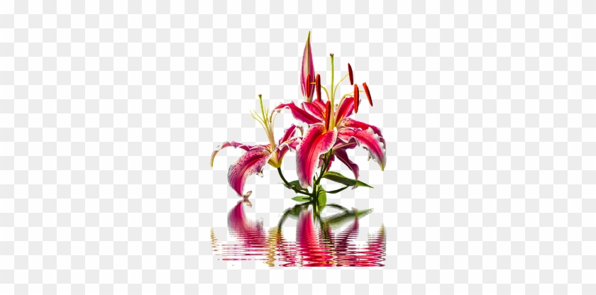 Lily, Blossom, Bloom, Lilies, Flower - Stargazer Lily #744711