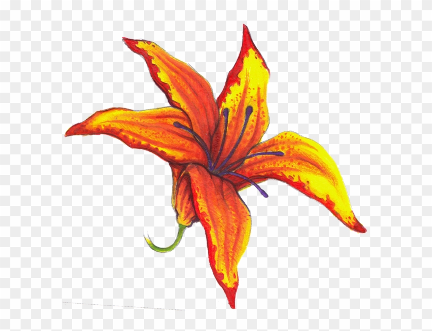 Fire Lily By Khantaya On Deviantart - Fire Lily Drawing #744754