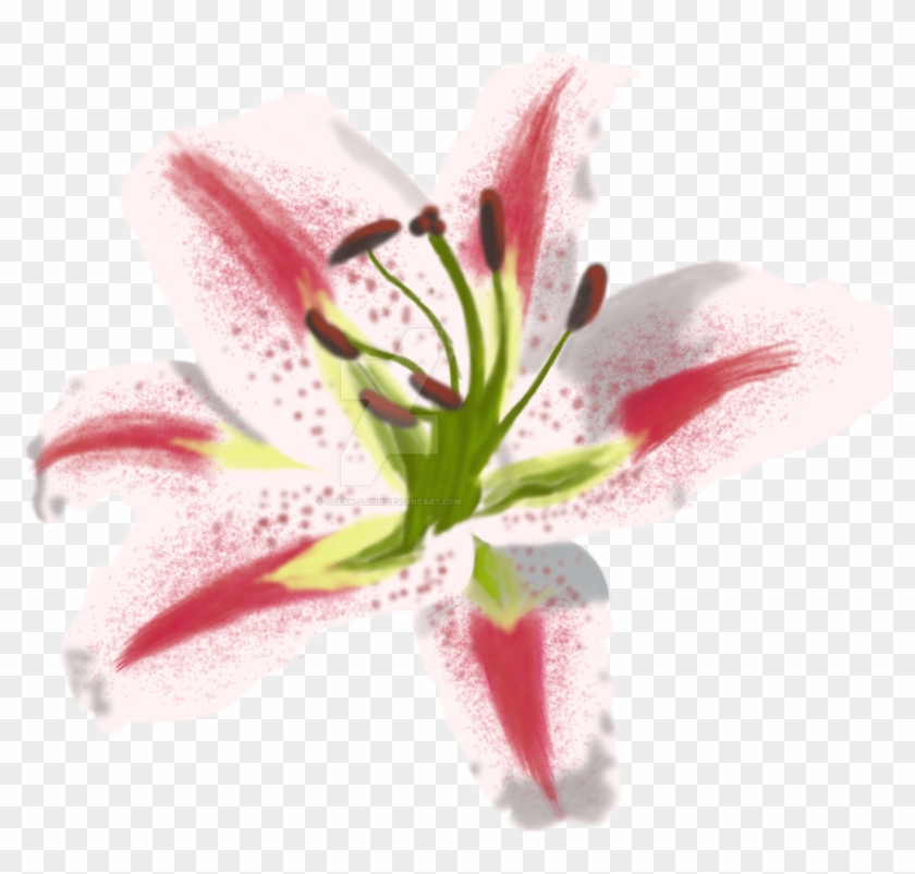Ocean Djinn 1 1 Oriental Lily Painting Practice By - Stargazer Lily #744806