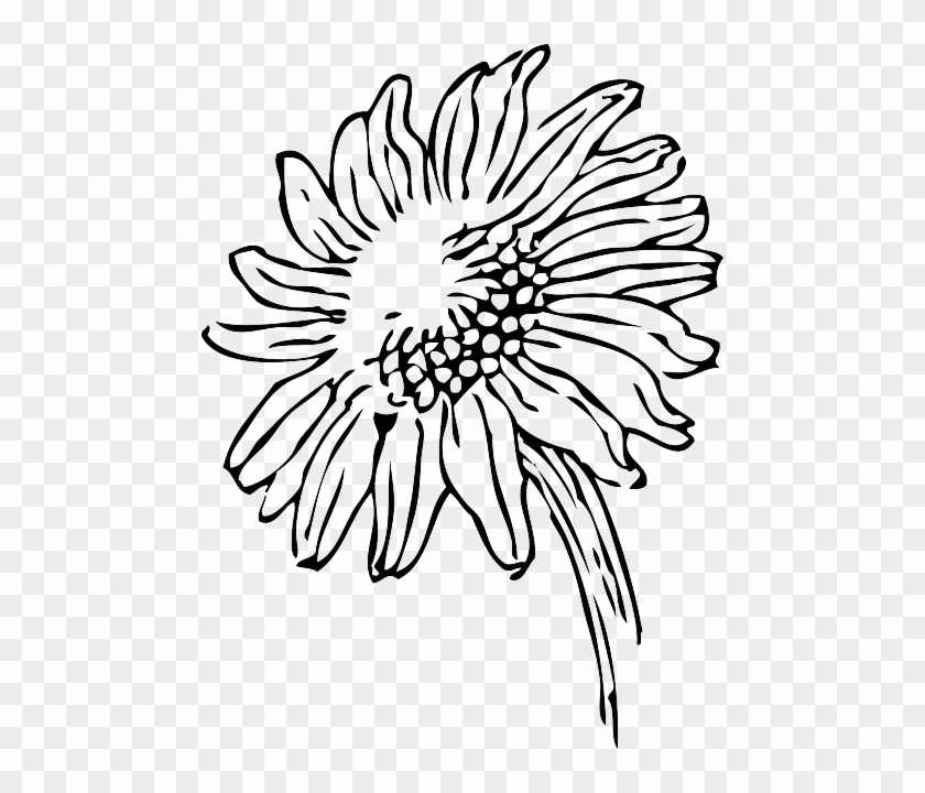 Black, Outline, Drawing, Sketch, Sun, Flower, White - Sunflowers Clip Art Black And White #744969