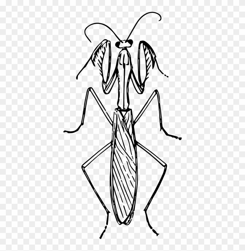 Medium Image - Praying Mantis Face Drawing #746610