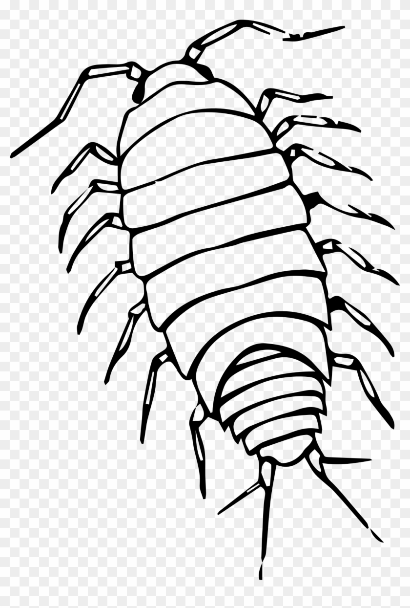 Bugs Clipart Isopod - Sow Bug Clip Art #746614