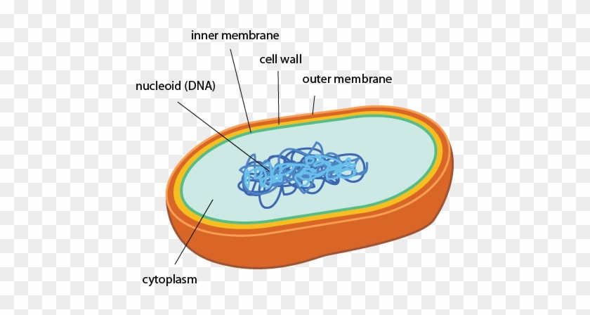 It Doesn't Get Much Simpler Than That - Archaebacteria Multicellular Or Unicellular #748207