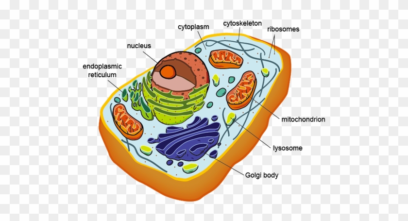 Eukaryotic Cell Structure - Prokaryotic And Eukaryotic Cells #748211