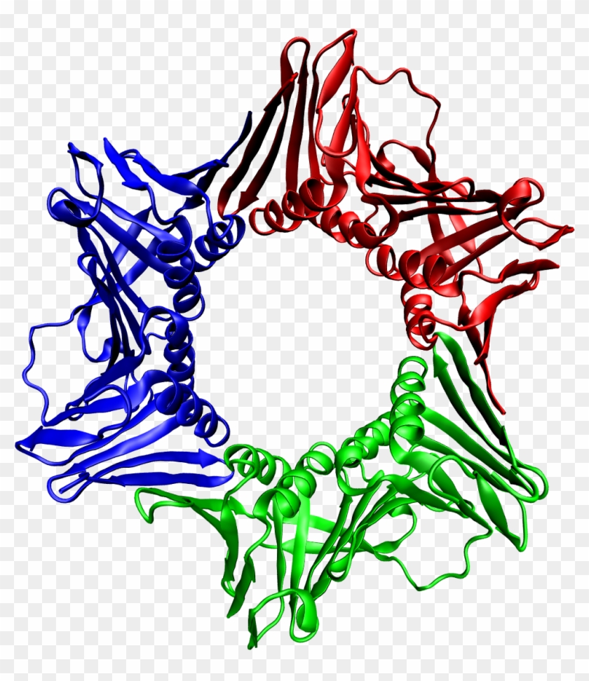 Sliding Clamp[edit] - Proteina Pcna #748224