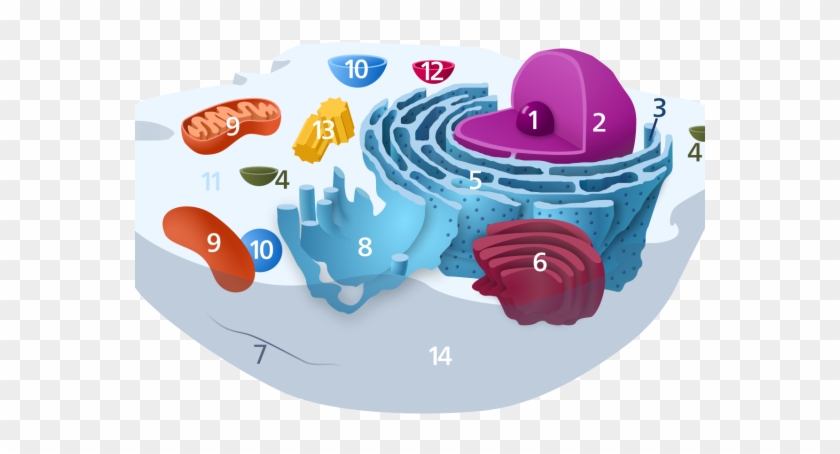 Researchers Find Healthy Mitochondria Can Combat Alzheimer's - Animal Cell Unlabelled #748233