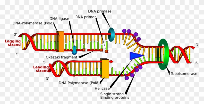 Dna Replication Labeled #748246