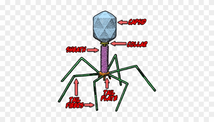 Bacterial Cells Is Called A Bacteriophage - Parts Of A Virus #748249