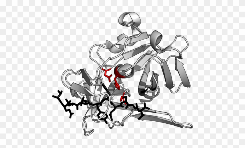 The Structure Of A Protease Complexed With Its Peptide - Acid Protease #748252