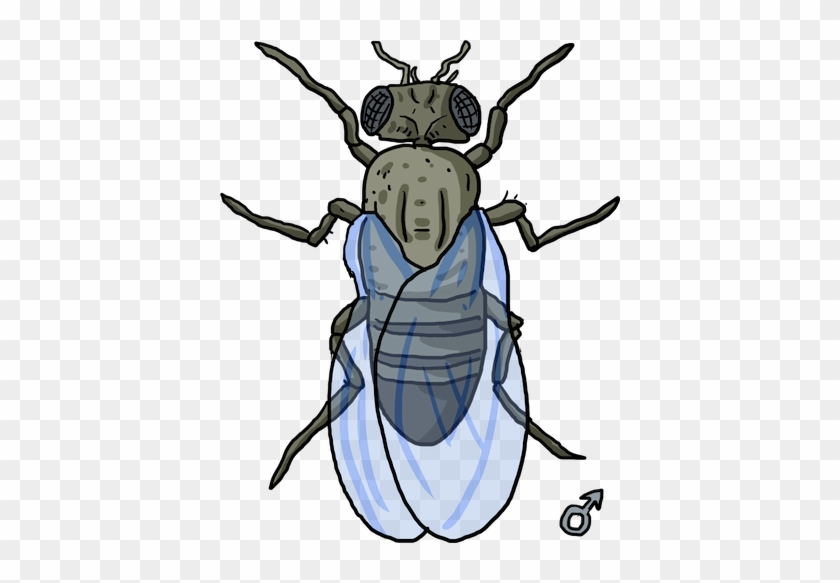 Or End Up With Antennae Where A Fly Butt Should Be - Organism Drawing #748255