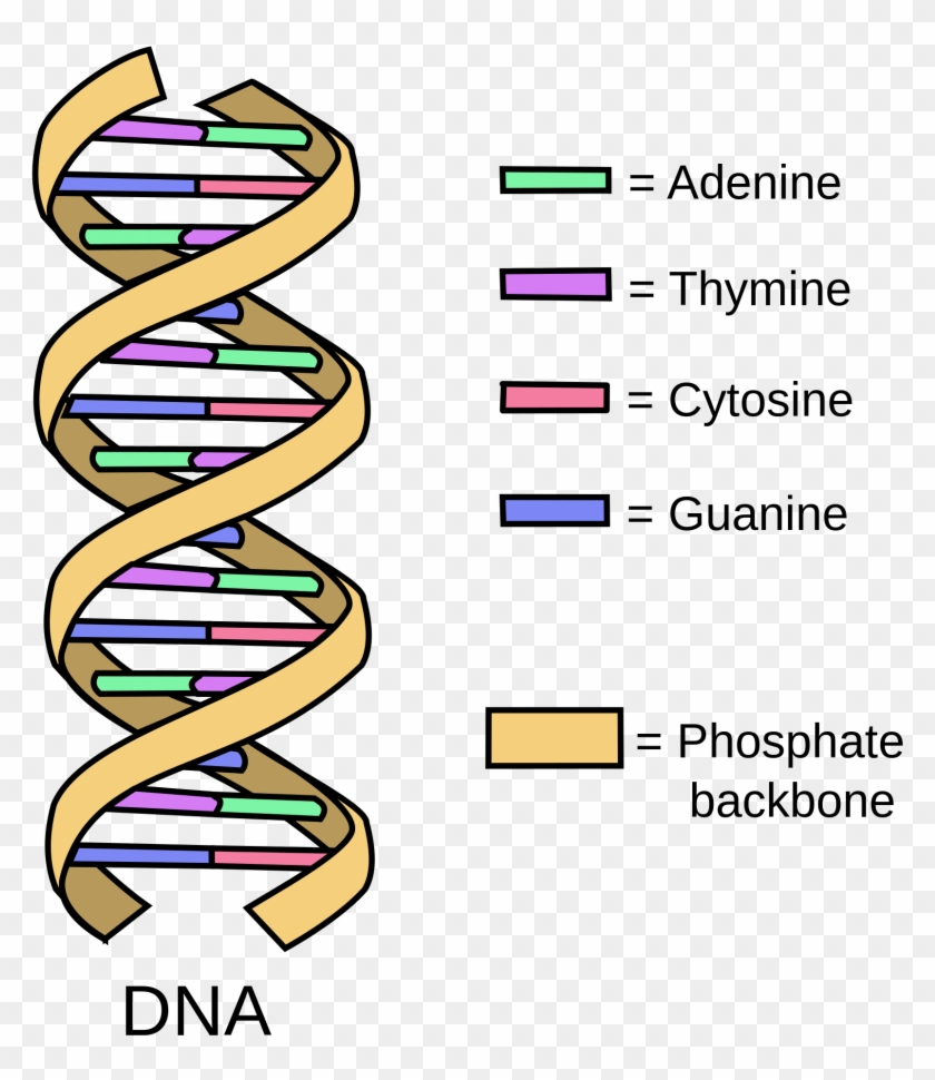 Themes Of Life - Do Free Radicals Damage Dna #748263