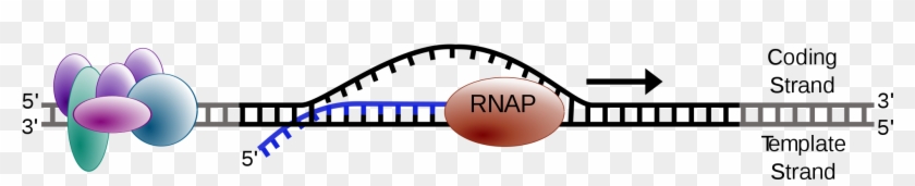 Elongation Phase Of Transcription - Dna #748264