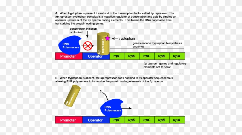 Again, The Key Thing To Remember Is That Transcription - Propose An Explanation For Why Rna Polymerase El 3 #748271