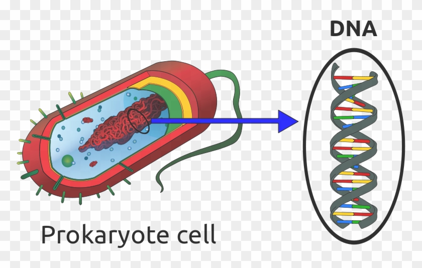 Prokaryotic Cell Or Bacterium - Dna In A Prokaryotic Cell #748287