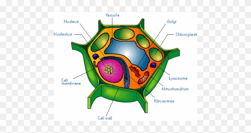 Eukaryotic Cell - Plant Cell Diagram With Labels #748290