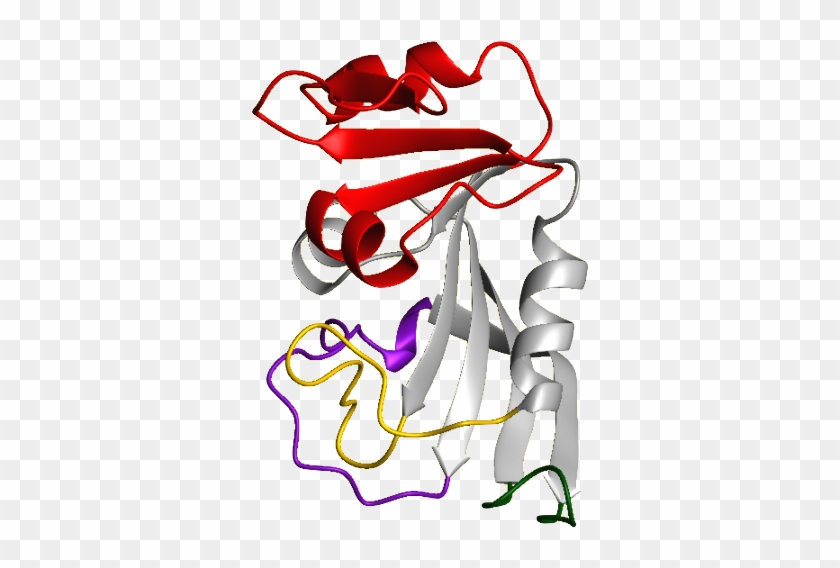Dhfr Ribbon Diagram - Dihydrofolate Reductase Secondary Structure #748298