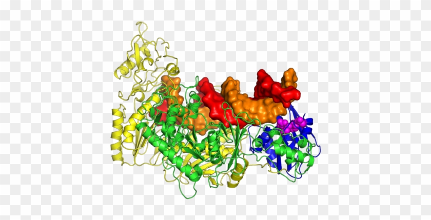 The Crystal Structure Of The Hiv Reverse Transcriptase - The Crystal Structure Of The Hiv Reverse Transcriptase #748326