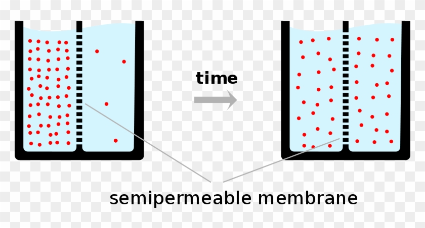 Once That Happens, The Concentration Levels On Both - Diffusion Semi Permeable Membrane #748349