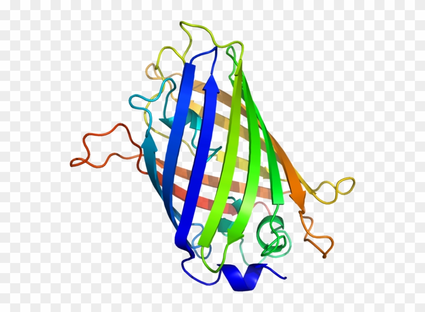 Gfp Structure - Green Fluorescent Protein Structure #748403