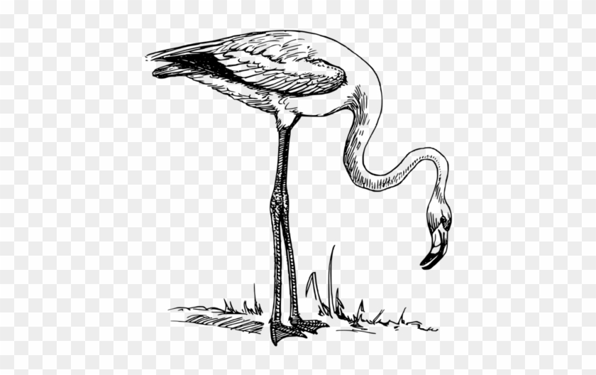 火烈鸟 - Flamingo Black And White Clipart #749779