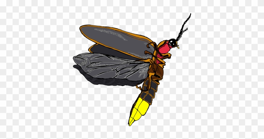 Firefly Icon Clipart Png Images - Firefly Insect Png #749904