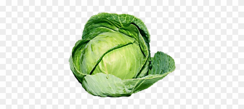 Organic Green Cabbage Png - Brussel Sprouts Transparent Background #750049