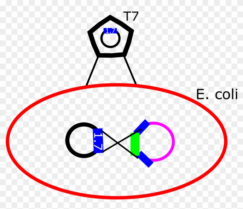 When Wt T7 Infects The E - When Wt T7 Infects The E #750427