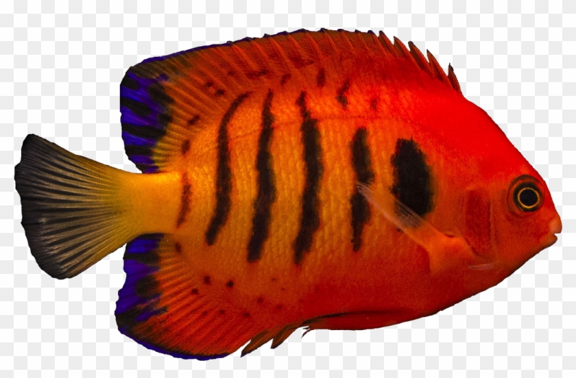 Flame Angelfish - Flame Angelfish Png #751200