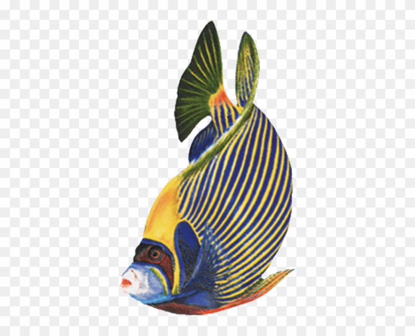 Porc Ef6 4 4"x3" Emperor Angelfish Porcelain Pool Mosaic - Imagenes Gif De Peces #751215