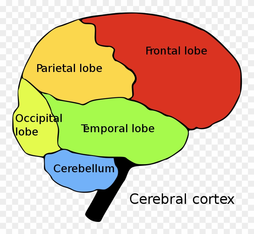 Regions Of The Brain #751608
