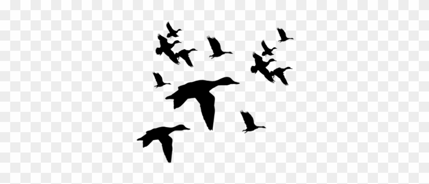 Flying Duck Clipart Black And - Flock #751728