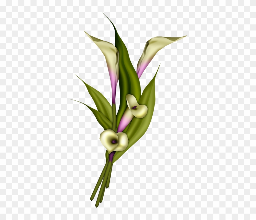 Clip Art - Transparent Flower Arum Lily Clipart Png #751757