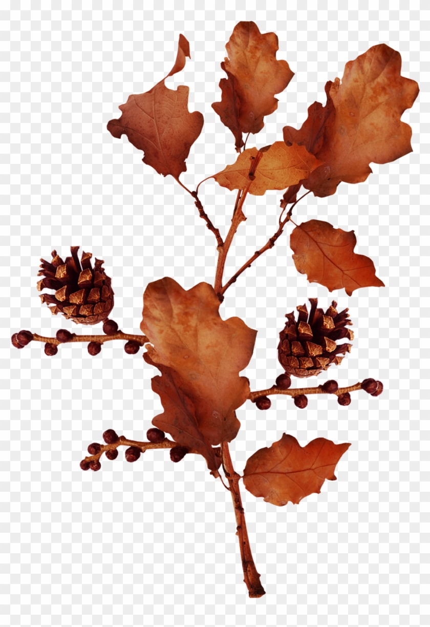 Acorn Autumn Clip Art - Acorn Autumn Clip Art #751965