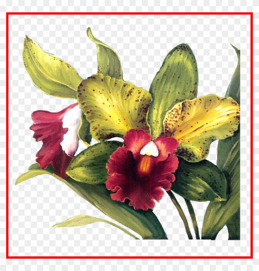 Orchid Tattoo Orchid Cattleya Trianae Tattoo Shocking - Lisa Audit - Full Orchid Duo I No Longer In Print - #752696