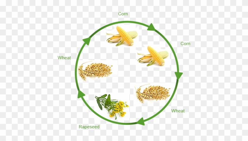 Crop Rotation Clipart - Crop Rotation With Wheat #753024