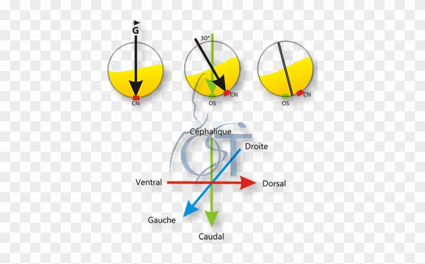 La Gravitation Met En Place L'axe Dorso-ventral Au - Circle #753063