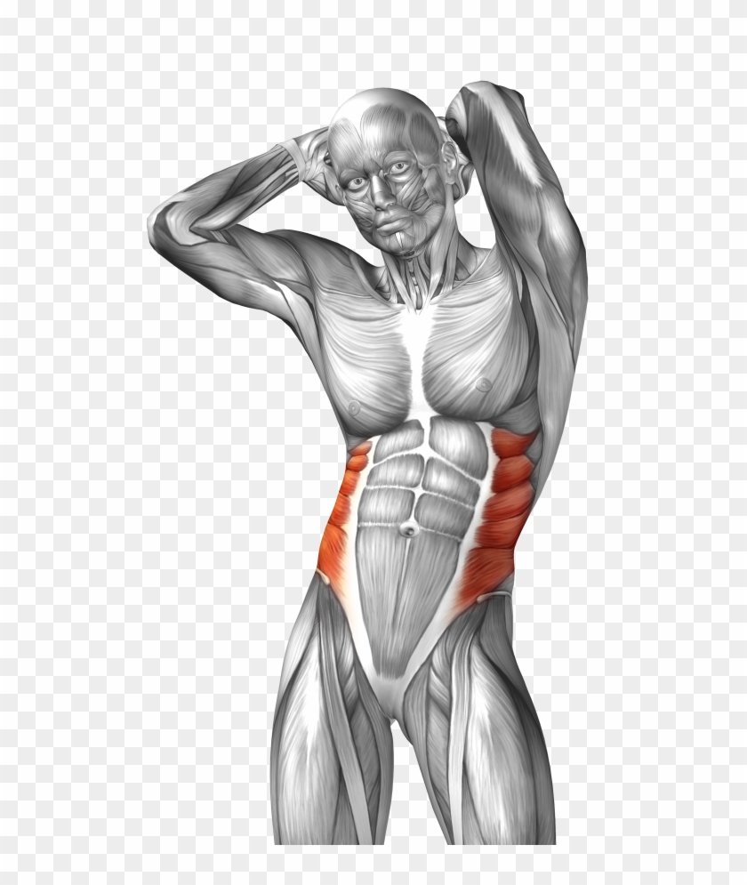 Abdominal External Oblique Muscle Abdominal Internal - External Oblique Muscle #753441