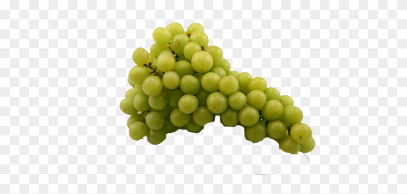 We Used A Bunch Of Grapes - Bunch Of Grapes Πνγ #753569