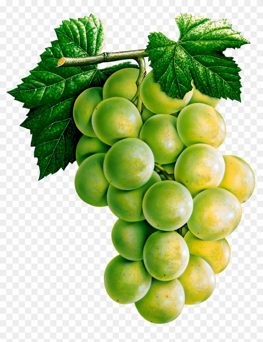 Grapes Clipart Five - Reduce Weight Fruta Planta #753623