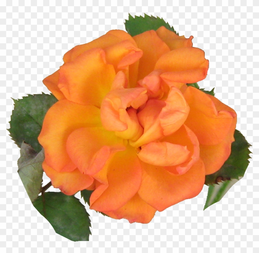 My Orange Rose By Ladyoftheapocalypse - Carnation #754319