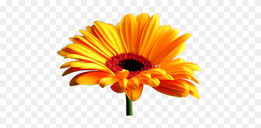 By Http - //www - Photographic Clipart - Com/flowers/orange - Michael Jordan Vs Lebron James Basketball Star Wall #754353