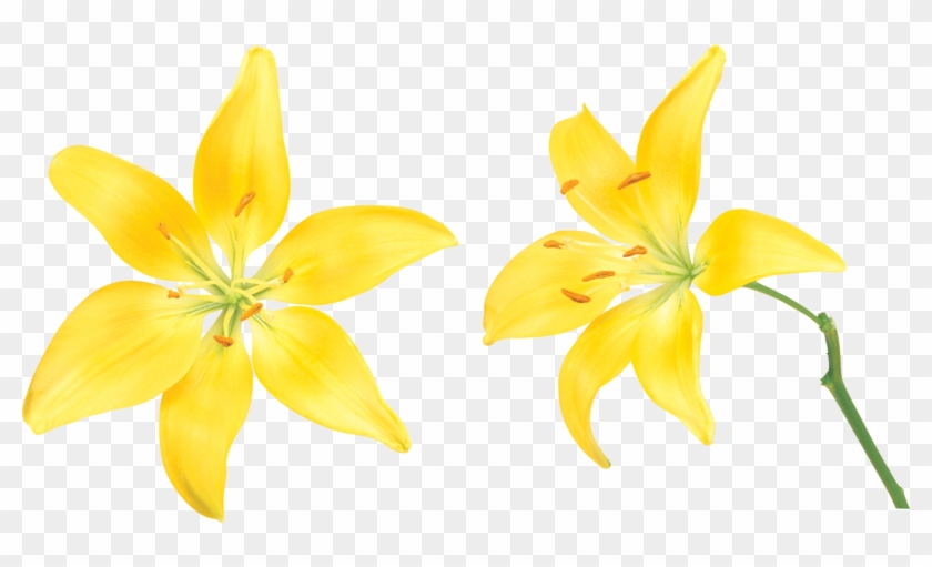 Lilium Flower Clip Art - Beautiful Flower #754659