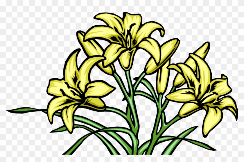 Vector Illustration Of Yellow Lily Flowers - Vector Graphics #754666