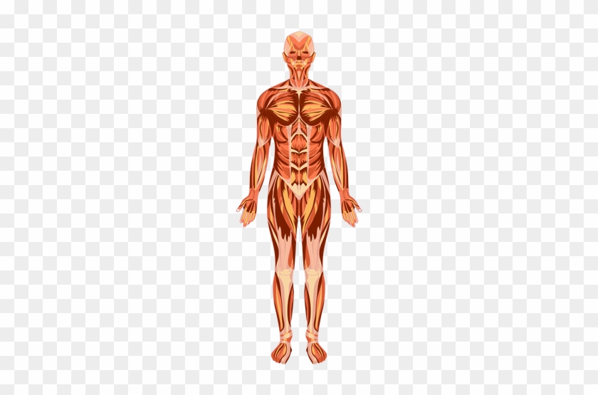 Muscular System Anatomy Human Body Transparent Png - Corpo Humano Png #754844