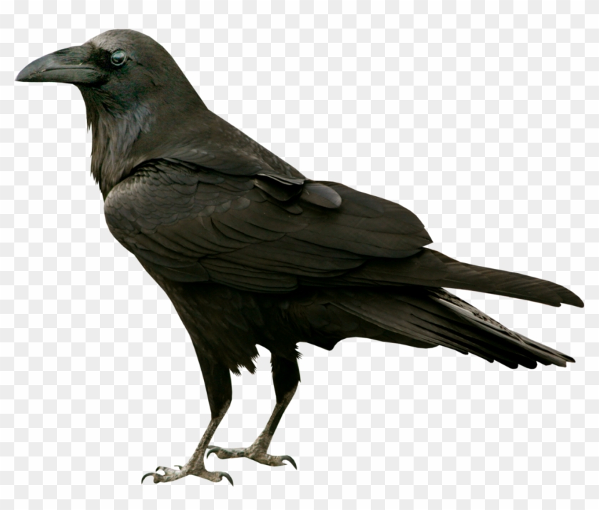 Common Raven The Raven Bird Silhouette Clip Art - Common Raven The Raven Bird Silhouette Clip Art #756954