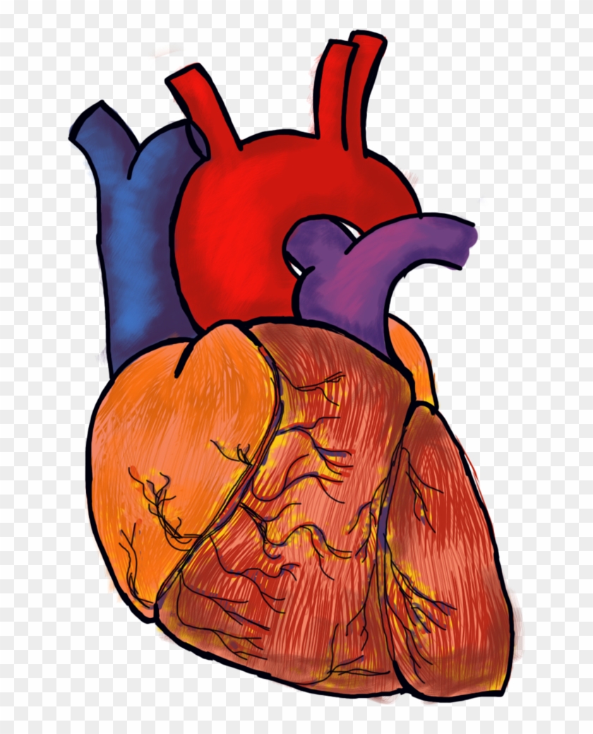 Heart Organ Human Body Clip Art - Heart Organ Human Body Clip Art #757108