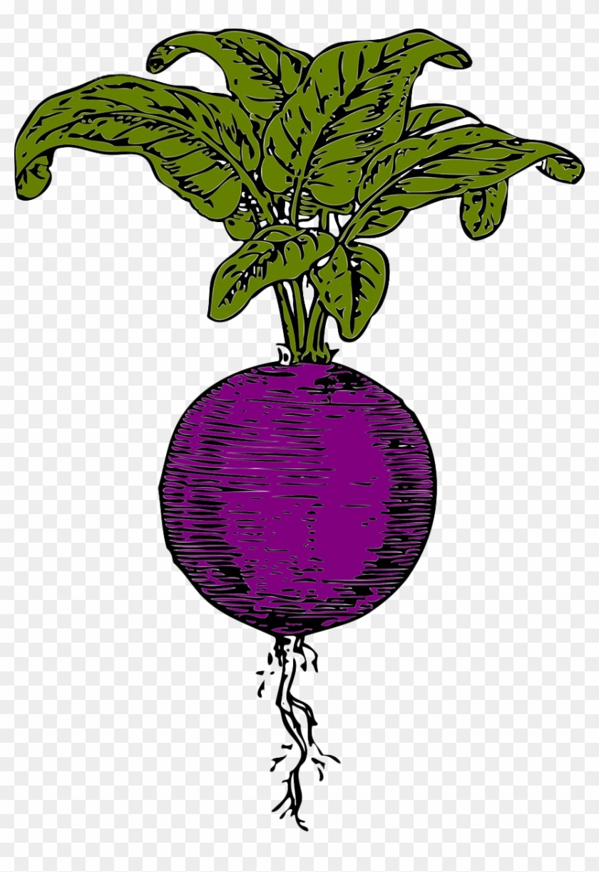 Sugar Beet Beetroot Vegetable Clip Art - Sugar Beet Beetroot Vegetable Clip Art #757233