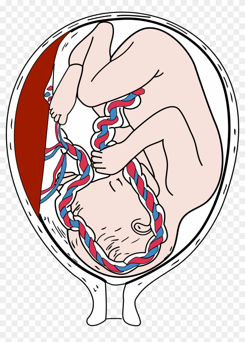 Placenta Embryo Fetus Pregnancy Clip Art - Placenta Embryo Fetus Pregnancy Clip Art #757503