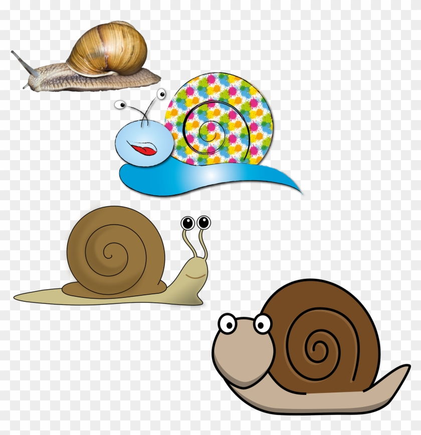 France Snail Illustration - France Snail Illustration #757666
